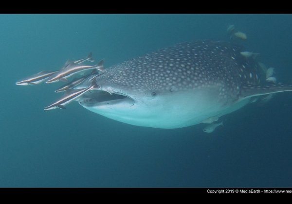 Triton bay to Raja Ampat - 1119 - Videos