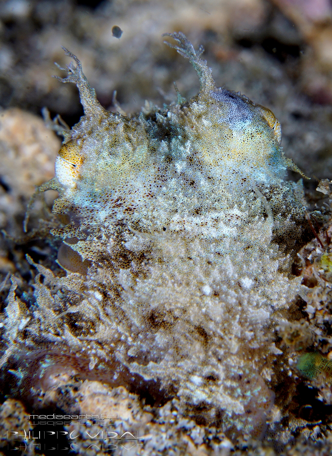 Philippines 2023 - Anilao - DSC06682 Algae octopus Abdopus aculeatuss.jpg