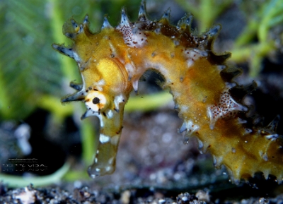 Philippines 2023 - Anilao - DSC06518 Spiny seahorse  Hippocampe herisse  Hippocampus histrix