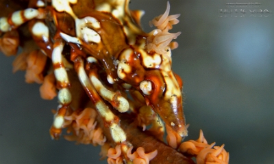 Philippines 2023 - Anilao - DSC06526 Wire coral crab  Xenocarcinus tuberculeux  Xenocarcinus 