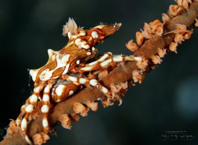 Philippines 2023 - Anilao - DSC06538 Wire coral crab  Xenocarcinus tuberculeux  Xenocarcinus 