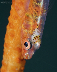 Philippines 2023 - Anilao - DSC06557 Loki whip goby  Bryaninops loki (2)