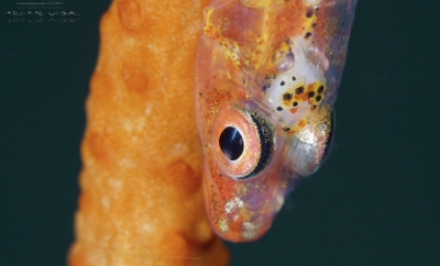 Philippines 2023 - Anilao - DSC06557 Loki whip goby  Bryaninops loki