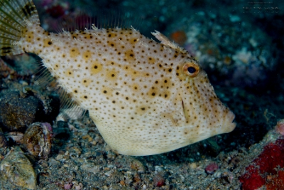 Philippines 2023 - Anilao - DSC06560 Strapweed filefish  Poisson-lime à petites algues  Pseudomonacanthus macrurus