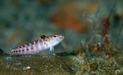 Philippines 2023 - Anilao - DSC06562 Redspotted sandperch Perche de sable a taches rouges Parapercis schauinslandii 