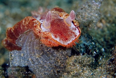 Philippines 2023 - Anilao - DSC06584 Spanish dancer  Danseuse espagnole  Hexabranchus sanguineus