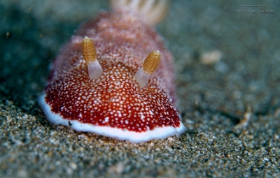 Philippines 2023 - Anilao - DSC06591 Reticulated Chromodoris Chromodoris reticulata