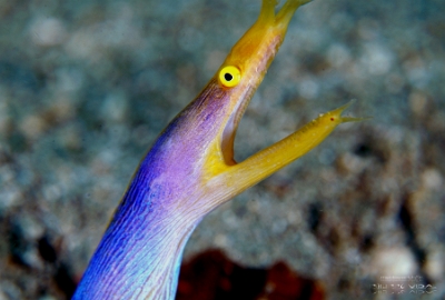 Philippines 2023 - Anilao - DSC06622 Ribbon eel  Murene ruban  Rhinomuraena quaesita