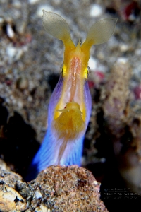 Philippines 2023 - Anilao - DSC06628 Ribbon eel  Murene ruban  Rhinomuraena quaesita