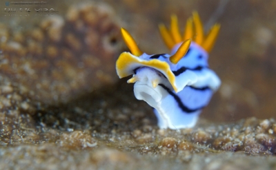 Philippines 2023 - Anilao - DSC06642 Doris sp 30  Chromodoris sp 30