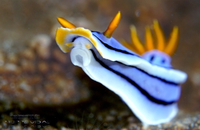 Philippines 2023 - Anilao - DSC06643 Doris sp 30  Chromodoris sp 30