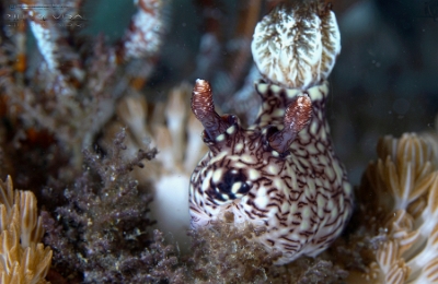 Philippines 2023 - Anilao - DSC06664 Redlined Jorunna  Jorunna veineux  Jorunna rubescens