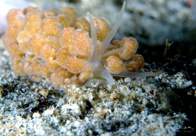 Philippines 2023 - Anilao - DSC06672 Nudibranch Unknown