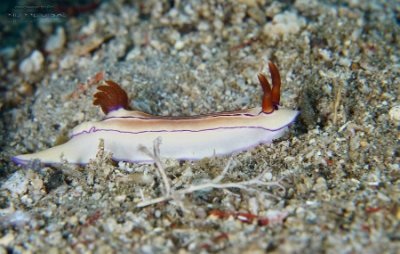 Philippines 2023 - Anilao - DSC06696 Beautiful hypselodoris Hypselodoris maridadilus