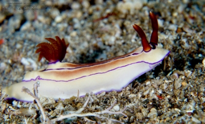 Philippines 2023 - Anilao - DSC06698 Beautiful hypselodoris Hypselodoris maridadilus