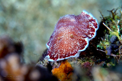 Philippines 2023 - Anilao - DSC06699 Reticulated Chromodoris Chromodoris reticulata