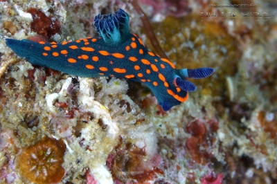 Philippines 2023 - Anilao - DSC06705 Nembrotha sp1