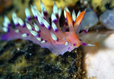 Philippines 2023 - Anilao - DSC06707 Desirable flabellina  Flabelline de la passion  Flabellina exoptata