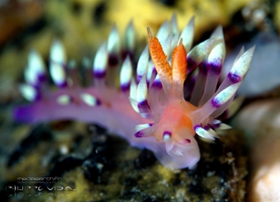 Philippines 2023 - Anilao - DSC06712 Desirable flabellina  Flabelline de la passion  Flabellina exoptata