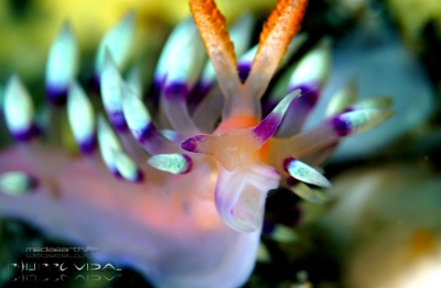 Philippines 2023 - Anilao - DSC06715 Desirable flabellina  Flabelline de la passion  Flabellina exoptata