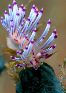 Philippines 2023 - Anilao - DSC06732 Redline flabellina  Flabelline à lignes rouges  Coryphellina rubrolineata