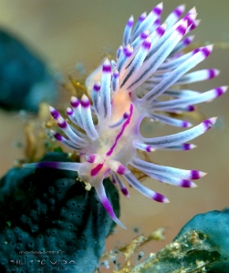 Philippines 2023 - Anilao - DSC06741 Redline flabellina  Flabelline à lignes rouges  Coryphellina rubrolineata