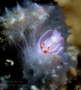 Philippines 2023 - Anilao - DSC06744 Three lines purple doris  Doris mauve à trois lignes  Mexichromis trilineata