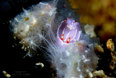 Philippines 2023 - Anilao - DSC06748 Three lines purple doris  Doris mauve à trois lignes  Mexichromis trilineata