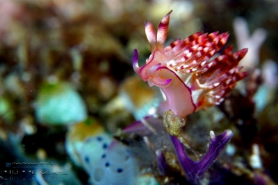 Philippines 2023 - Anilao - DSC06755 Redline flabellina  Flabellina Rubrolineata