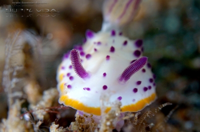 Philippines 2023 - Anilao - DSC06779 Maries mexichromis  Mexichromis de marie  Mexichromis mariei