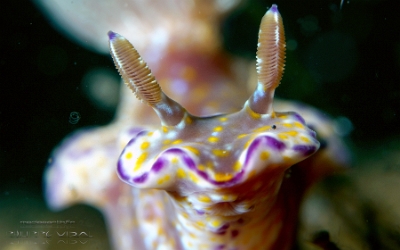 Philippines 2023 - Anilao - DSC06804 Kanga Hypselodoris  Doris kanga  Hypselodoris kanga