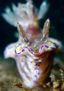 Philippines 2023 - Anilao - DSC06808 Kanga Hypselodoris  Doris kanga  Hypselodoris kanga