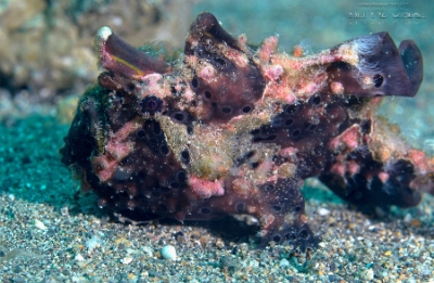 Philippines 2023 - Anilao - DSC06822 Painted frogfish Antennaire peint Antennarius pictus