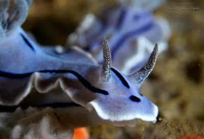 Philippines 2023 - Anilao - DSC06879 Willans Chromodoris  Doris de Willan  Chromodoris willani