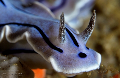 Philippines 2023 - Anilao - DSC06881 Willans Chromodoris  Doris de Willan  Chromodoris willani