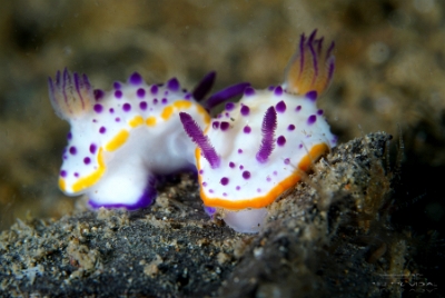 Philippines 2023 - Anilao - DSC06920 Maries mexichromis  Mexichromis de marie  Mexichromis mariei