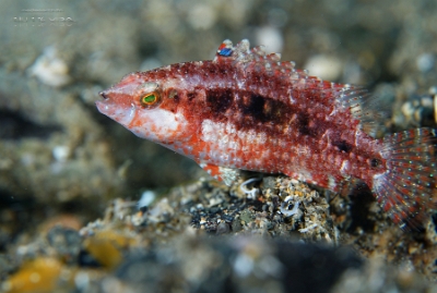 Philippines 2023 - Anilao - DSC06934 Unidentified probably wrasse