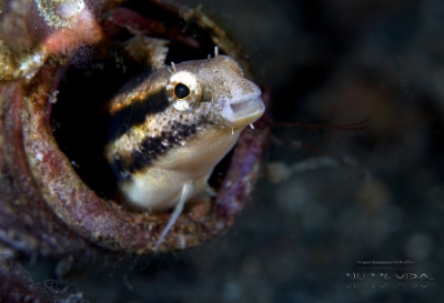 Philippines 2023 - Anilao - DSC06939 Shorthead fangblenny  blennie rayee mimique  Petroscirtes breviceps