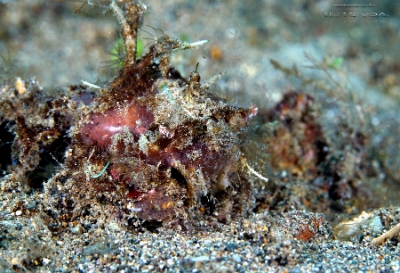 Philippines 2023 - Anilao - DSC06943 Decorator crab