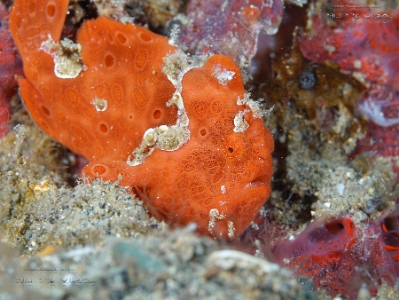 Philippines 2023 - Anilao - DSC06949 Painted frogfish  Antennaire peint  Antennarius pictus