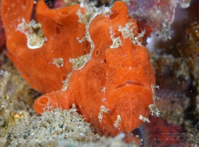 Philippines 2023 - Anilao - DSC06950 Painted frogfish  Antennaire peint  Antennarius pictus