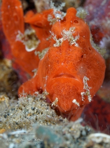 Philippines 2023 - Anilao - DSC06951 Painted frogfish  Antennaire peint  Antennarius pictus