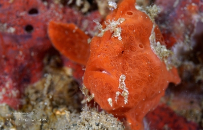 Philippines 2023 - Anilao - DSC06952 Painted frogfish  Antennaire peint  Antennarius pictus