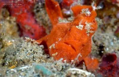 Philippines 2023 - Anilao - DSC06956 Painted frogfish  Antennaire peint  Antennarius pictus