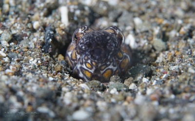 Philippines 2023 - Anilao - DSC06965 Napoleon snake eel Ophichthus bonaparti