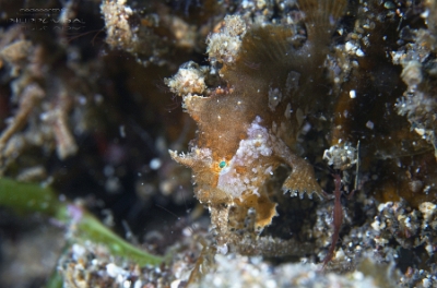 Philippines 2023 - Anilao - DSC07014 Painted frogfish Antennaire peint Antennarius pictus