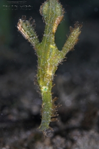 Philippines 2023 - Anilao - DSC07033 Robust ghost pipefish  Poisson-fantome dherbier  Solenostomus cyanopterus