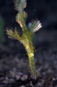 Philippines 2023 - Anilao - DSC07035 Robust ghost pipefish  Poisson-fantome dherbier  Solenostomus cyanopterus