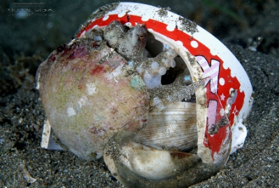 Philippines 2023 - Anilao - DSC07045 Coconut or veined octopus  Poulpe veine  Amphioctopus marginatus