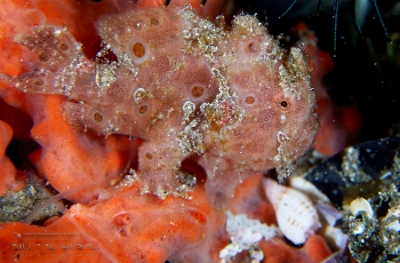 Philippines 2023 - Anilao - DSC07048 Painted frogfish Antennaire peint Antennarius pictus